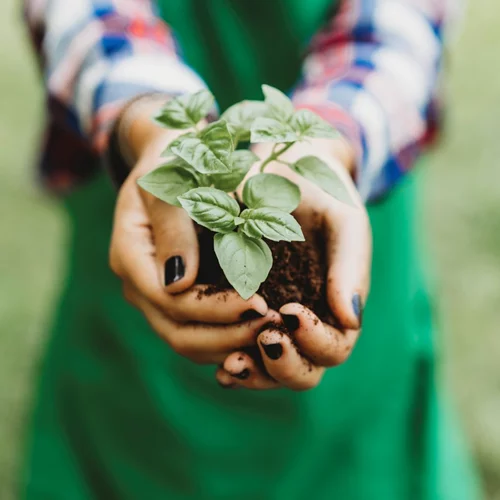 Τα οφέλη του βασιλικού στην υγεία και μερικές εύκολες συνταγές