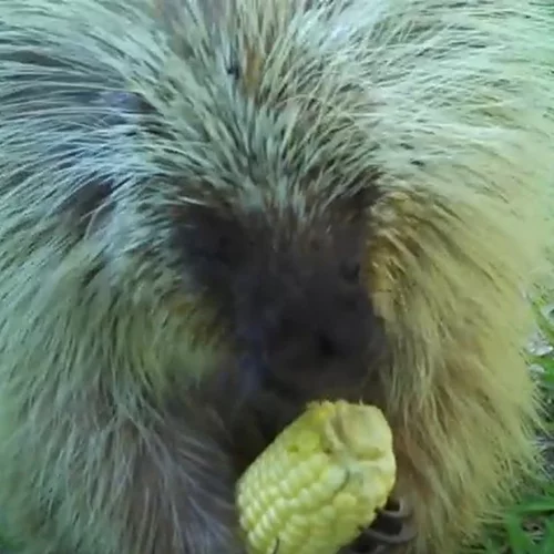 Cuteness overload: Αυτός ο πορκιουπίνος δεν μοιράζεται το φαγητό του