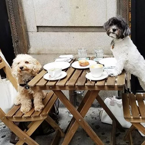 Αν είσαι foodie και αγαπάς τα ζώα θα λατρέψεις αυτό το Instagram account