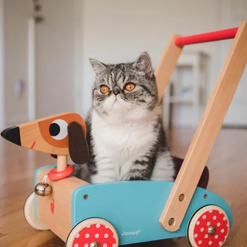 Αυτή η γάτα ξέρει να διασχίζει τον δρόμο