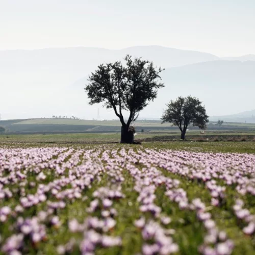 Ένα ταξίδι στον Κρόκο Κοζάνης: Η μοναδική εμπειρία και μια νέα beauty άφιξη