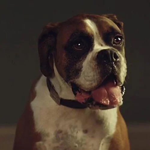 Αυτή είναι η χριστουγεννιάτικη διαφήμιση που κάνει το γύρο του ίντερνετ