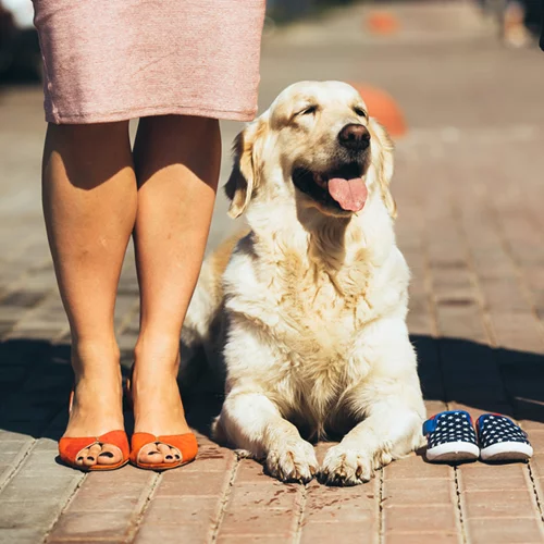 Γιατί δεν έχει νόημα να κάνεις «φωνούλες» στον σκύλο σου