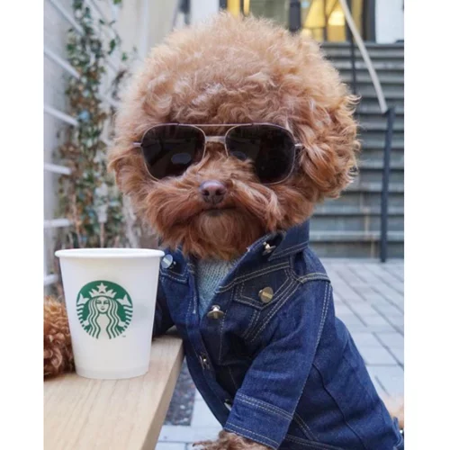 Κι όμως! Τα σκυλιά ξεχωρίζουν τους καλούς από τους κακούς ανθρώπους