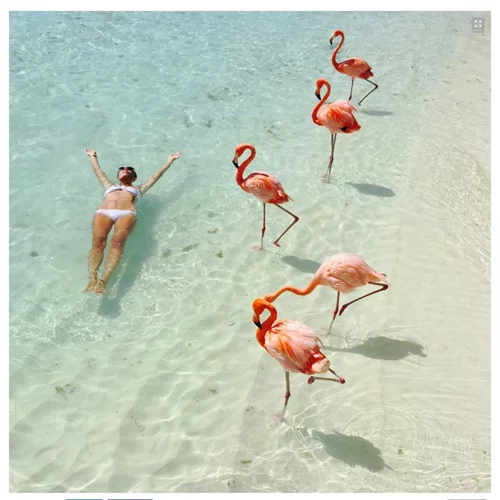 Σε αυτή τη μαγευτική παραλία κολυμπάς παρέα με... φλαμίνγκο!