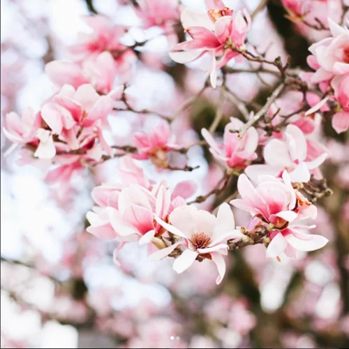 7 Instagram λογαριασμοί που πρέπει να ακολουθήσεις αν αγαπάς τα φυτά