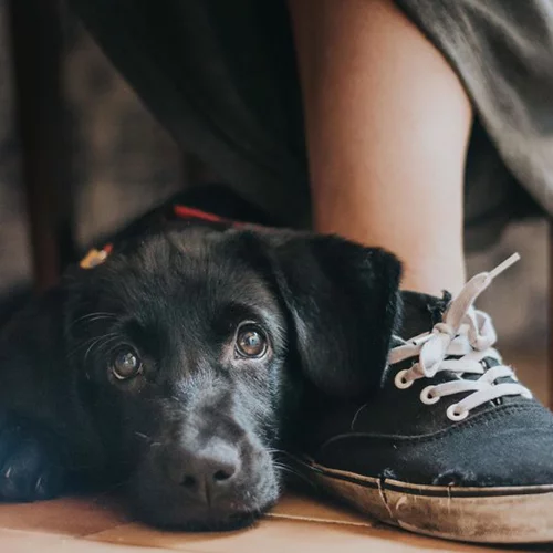 Aυτές είναι οι καλύτερες φωτογραφίες σκύλων του Kennel Club 2017
