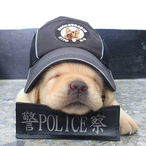 Τα νέα μέλης της αστυνομίας της Ταϊβάν είναι κουτάβια και έχουν τρελάνει το ίντερνετ