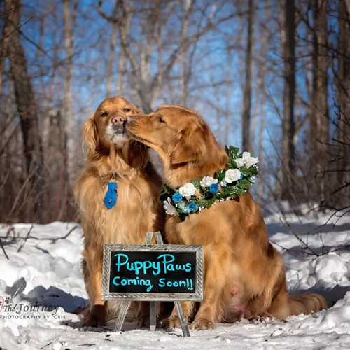 Η φωτογράφηση της εγκύου σκυλίτσας που θα σε συγκινήσει