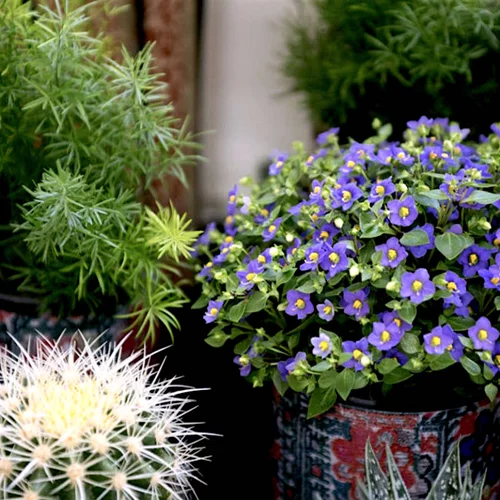 Ένα summer bazaar γεμάτο λουλούδια και όμορφες μυρωδιές!