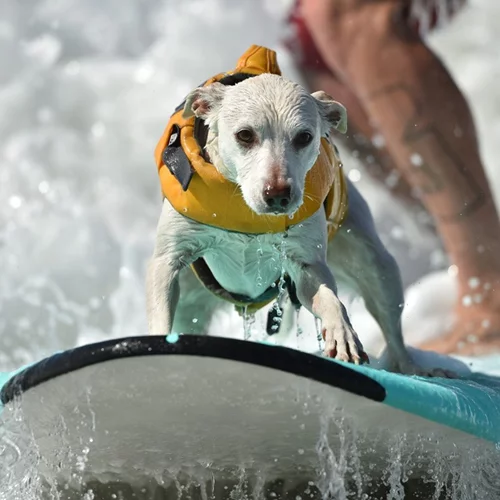 Ο πιο συναρπαστικός αγώνας surf έχει πρωταγωνιστές... σκυλάκια!