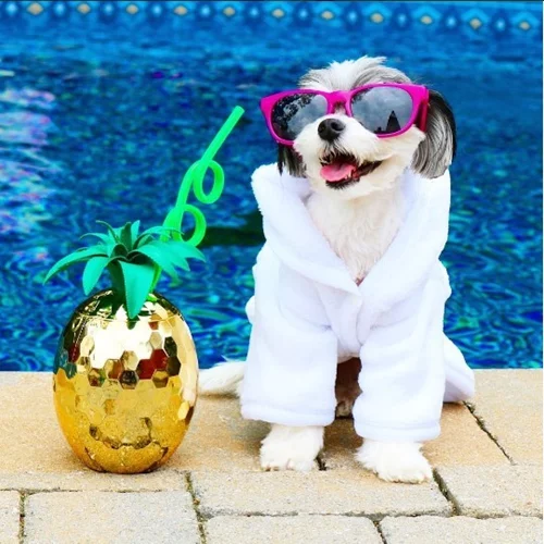 Tinkerbelle The Dog: Μια... blogger διαφορετική από όλες τις άλλες