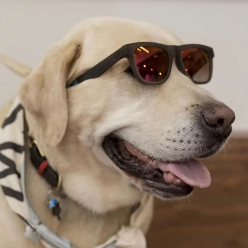 #GiveLoveTOMSGreece: Ένας διαγωνισμός αγάπης με πρωταγωνιστή το pet σου!