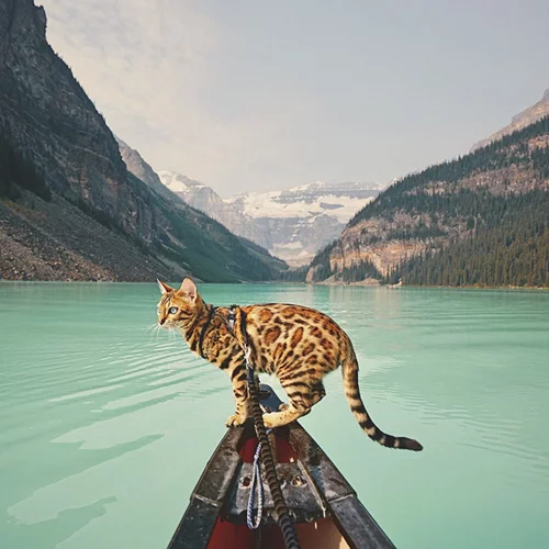 Η Suki είναι η πολυταξιδεμένη γάτα που κάνει τη ζωή που ονειρεύεσαι