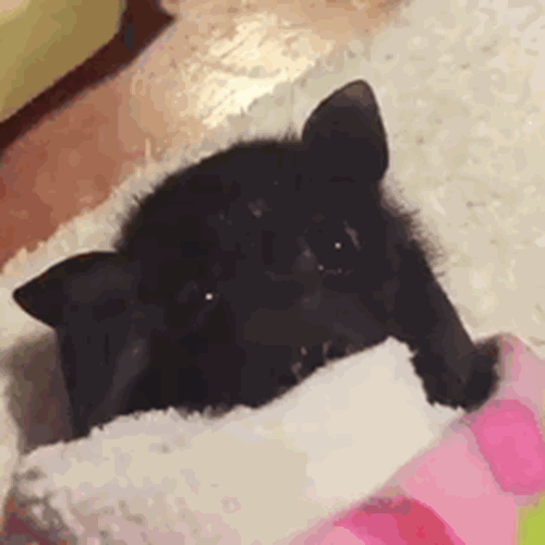 ΑΥΤΟ το παραδοσιακά τρομακτικό ζωάκι είναι τόσο γλυκό τελικά! (φωτογραφίες)