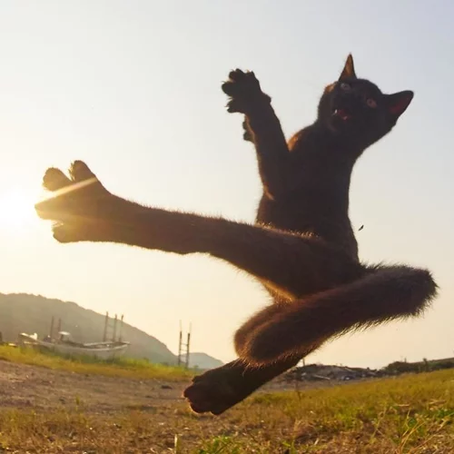 Μήπως οι γάτες είναι τελικά οι πραγματικοί ninja;