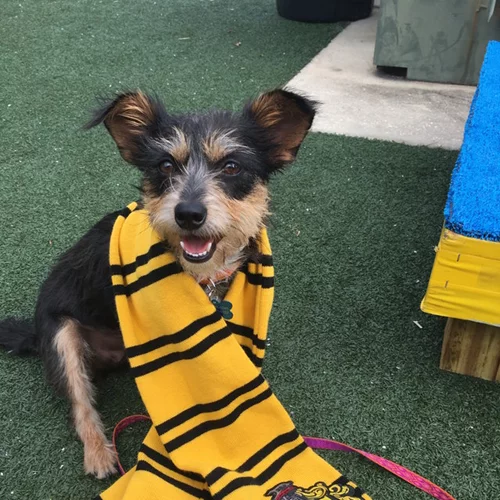 Αγαπάς τον Harry Potter; ΕΤΣΙ θα υιοθετούσες και εσύ σκυλάκι!