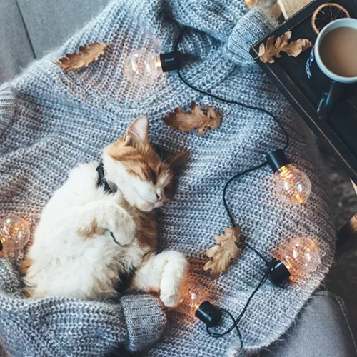 Πώς θα κάνεις το σπίτι σου λίγο πιο cozy αυτό το φθινόπωρο;