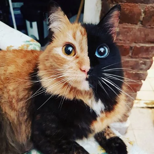 Η πιο ιδιαίτερη γάτα που θα λατρέψεις σήμερα