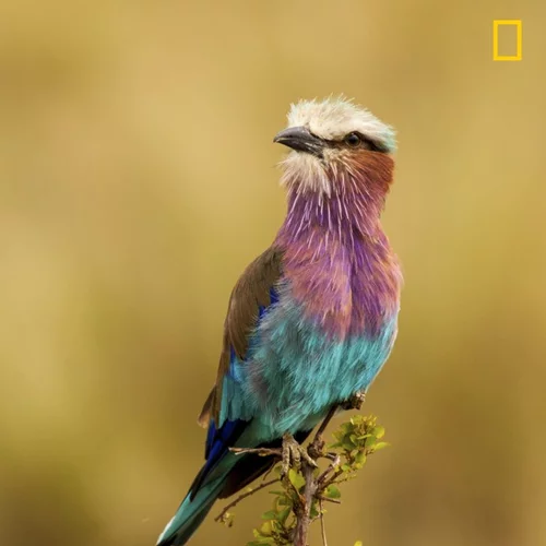 15 εντυπωσιακές φωτογραφίες για τον φετινό διαγωνισμό Nat Geo Nature