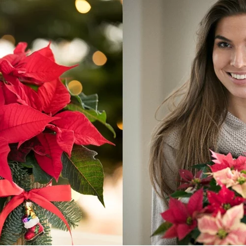 Αλεξανδρινό | 3 εύκολες ιδέες για διακόσμηση με πρωταγωνιστή το λουλούδι των Χριστουγέννων!