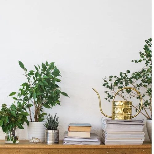 Αυτά τα φυτά εσωτερικού χώρου θα σε βοηθήσουν να κοιμηθείς καλύτερα