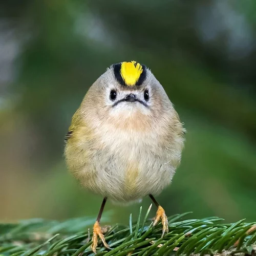 Αληθινά angry birds που θα σου φτιάξουν τη μέρα