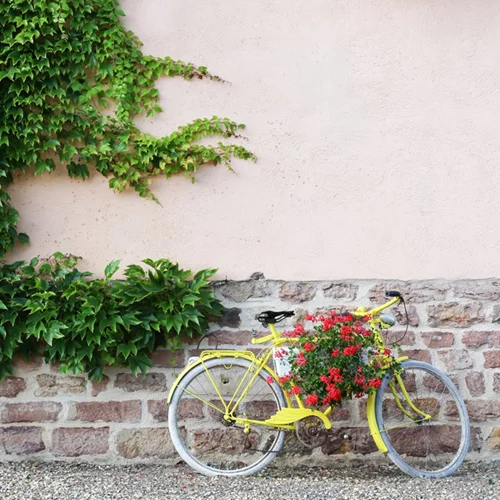 10+1 Instagram λογαριασμοί που αγαπούν τα φυτά