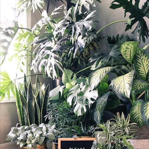 5 tips για καταπράσινα φυτά εσωτερικού χώρου!