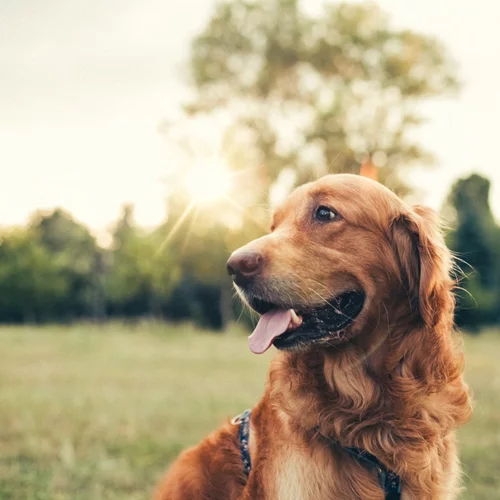 Η Nestlé Purina δημιουργεί το «BetterwithPets», το πρώτο βραβείο για την ενίσχυση των κατοικίδιων ζώων