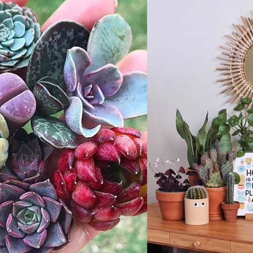 8 instagram λογαριασμοί για εσένα που λατρεύεις τα φυτά!