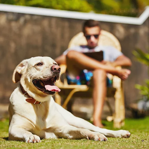 Τα σκυλιά μας κάνουν πιο ευτυχισμένους, πιο υγιείς και περισσότερο fit