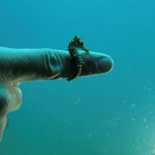 Η εικόνα που κάνει το γύρο του διαδικτύου με πρωταγωνιστή έναν μικροσκοπικό ιππόκαμπο