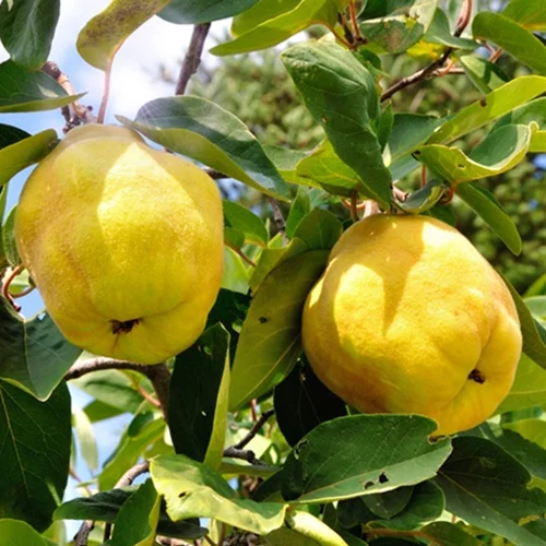 Εσύ ήξερες αυτά τα 10 πράγματα για τα κυδώνια;