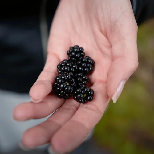 Φρούτα με χαμηλό γλυκαιμικό δείκτη: Ποια να προτιμήσεις;