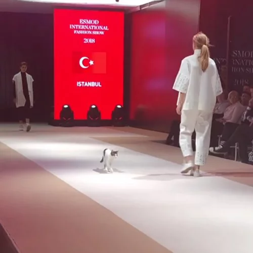 Αυτή η γάτα περπάτησε σε fashion show και έκλεψε την παράσταση