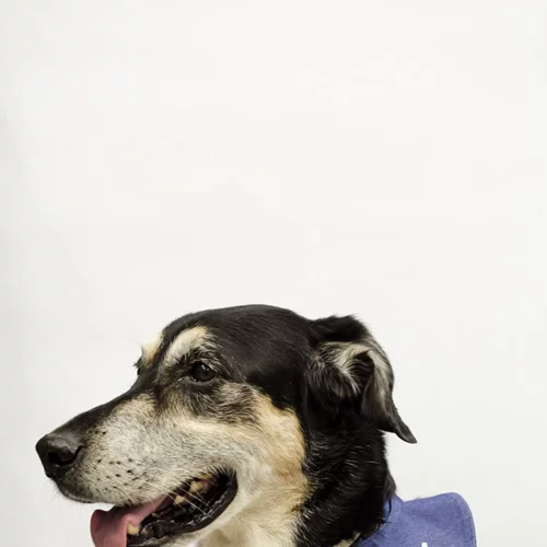 #lifeisbetterwithpets: 5 ιδέες για να περάσεις καλά με τον σκύλο σου