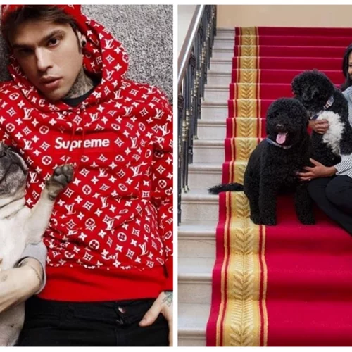 Παγκόσμια Ημέρα Ζώων | Οι διάσημοι και τα αγαπημένα τους κατοικίδια