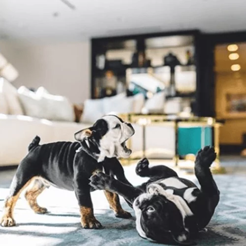 Αυτά είναι τα σκυλιά - μασκότ διάσημων ξενοδοχείων