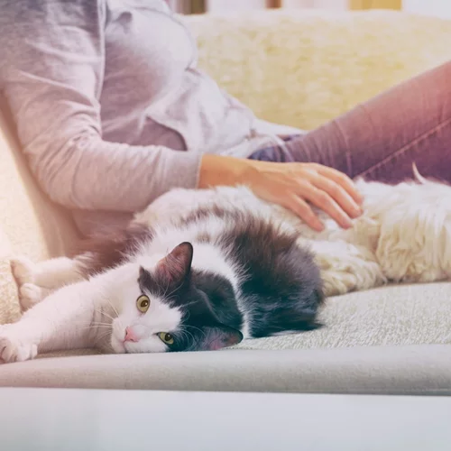 Ολική Σεληνιακή Έκλειψη/Πανσέληνος στον Λέοντα | Πώς θα σε επηρεάσει;