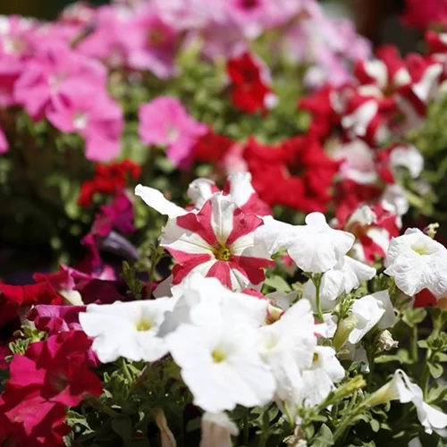 Σου αρέσουν τα λουλούδια; Τότε αυτό το event είναι για σένα