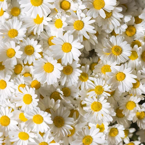 Μετά από δύο χρόνια οι δήμοι της Αττικής γιορτάζουν την ανθοφόρα Πρωτομαγιά