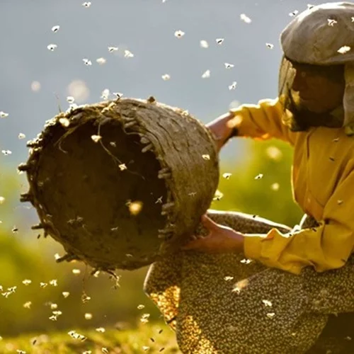 Ποιο είναι το Honeyland που είναι υποψήφιο σε δύο κατηγορίες για Όσκαρ