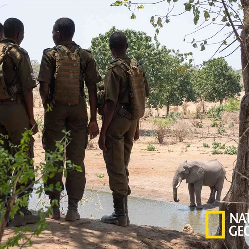Ο James Cameron γύρισε ένα ντοκιμαντέρ για την λαθροθηρία ελεφάντων