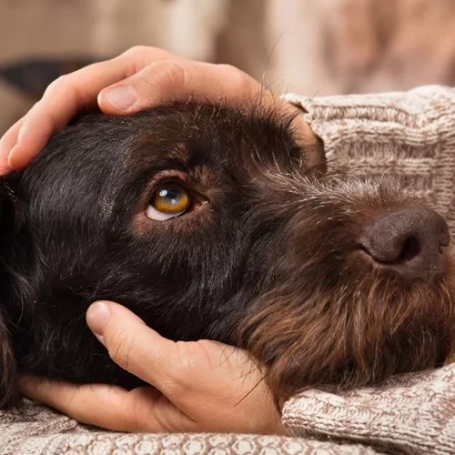 Μεσσηνία Χωρίς Αδέσποτα: «Όταν υιοθετείς ένα αδέσποτο αλλάζεις δύο ζωές: τη δική του και τη δική σου»