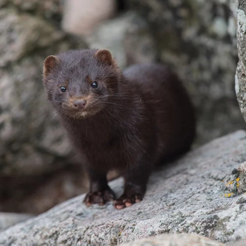 Δανία | Σφαγή εκατομμυρίων μινκ λόγω φόβου μετάλλαξης του Covid-19