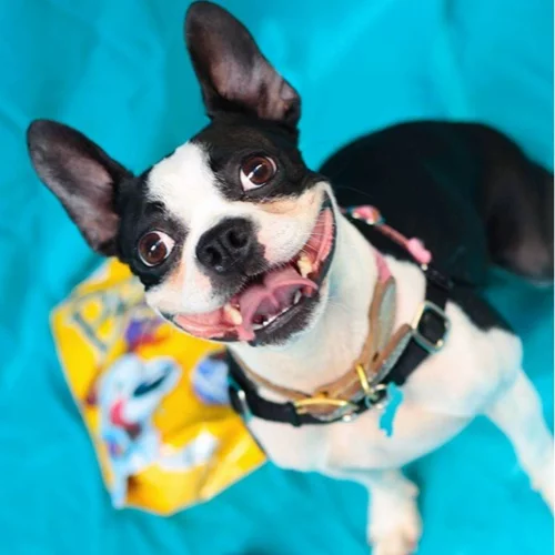 Η απίστευτη ανακάλυψη για τους σκύλους που μας... κλόνησε!