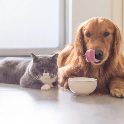 Πόσο πρέπει να ταΐζω το σκύλο μου ή τη γάτα;