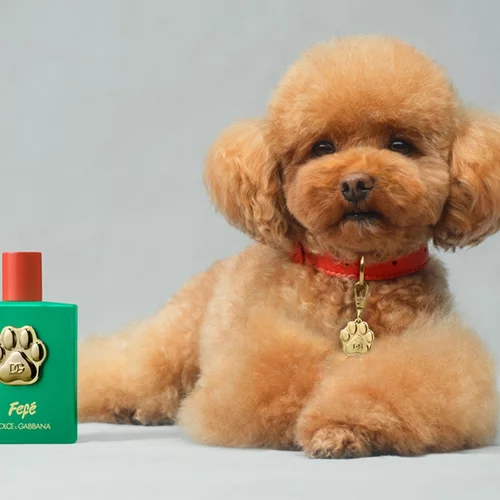 Dolce & Gabbana | To νέο πολυτελές άρωμα του οίκου απευθύνεται σε... σκύλους