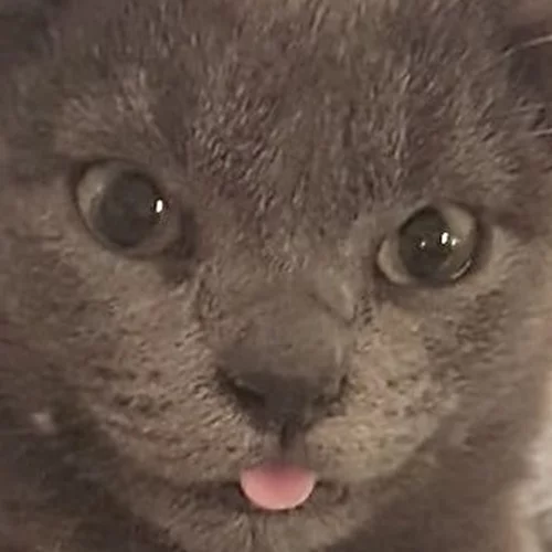 Γατούλα με τέσσερα αυτιά προκαλεί ενθουσιασμό στο διαδίκτυο